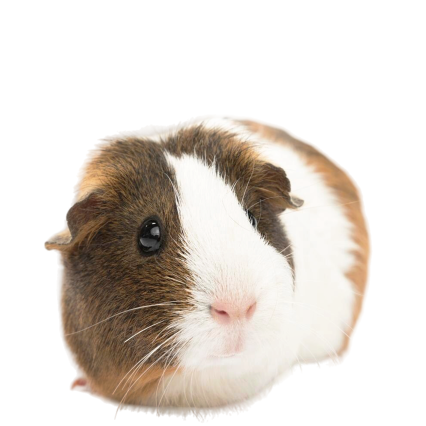 天竺鼠