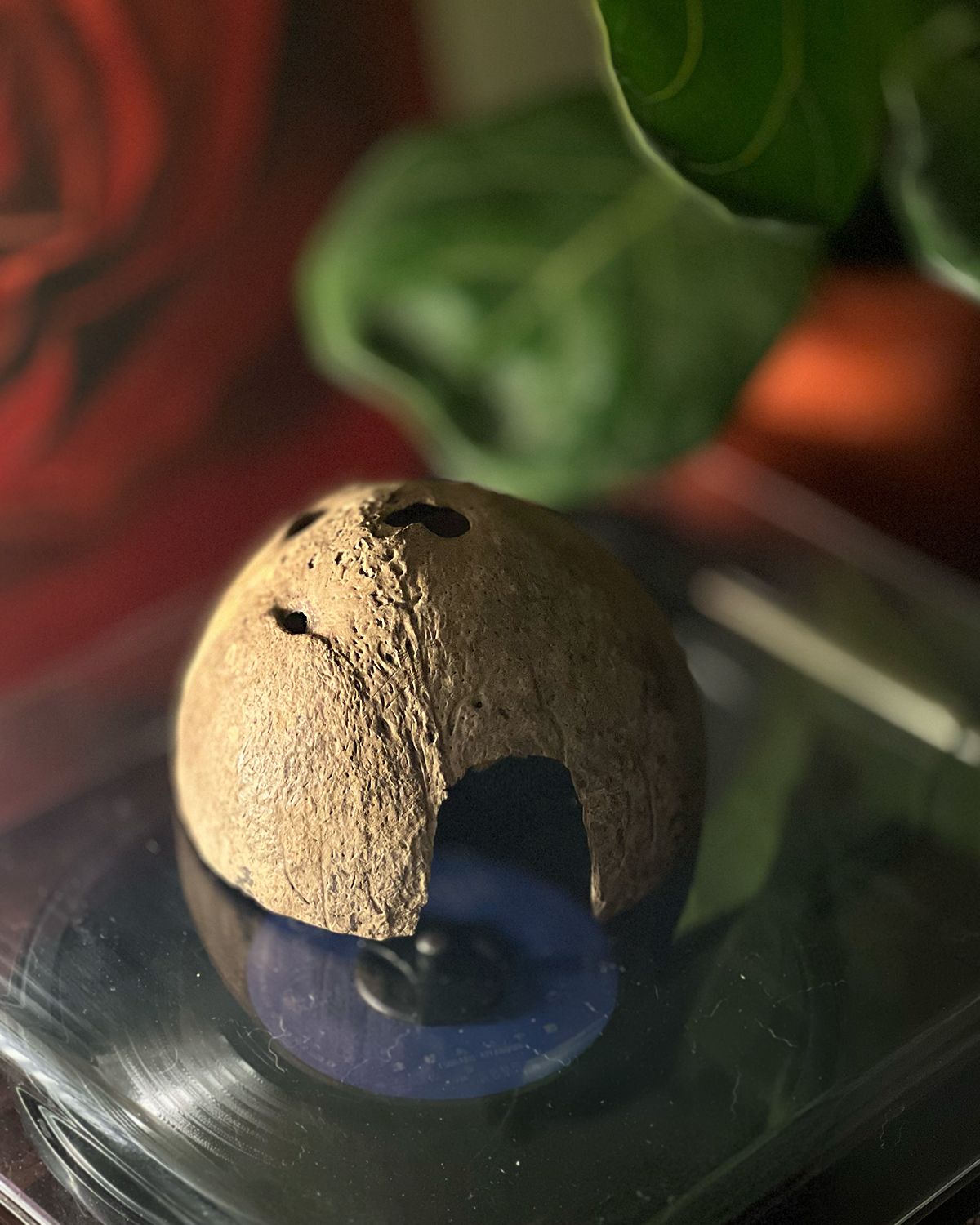 🥥 椰子殼小動物躲避窩